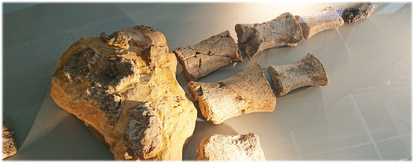 アキシマクジラの化石の写真